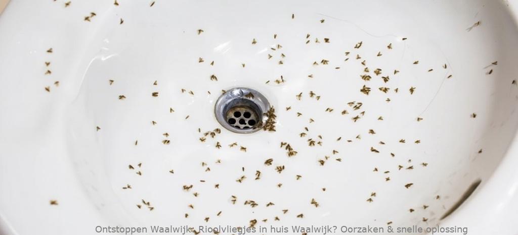 Rioolvliegjes in huis Waalwijk? Oorzaken & snelle oplossing